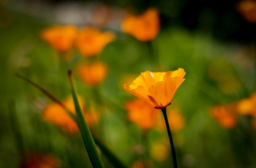 California Poppy
