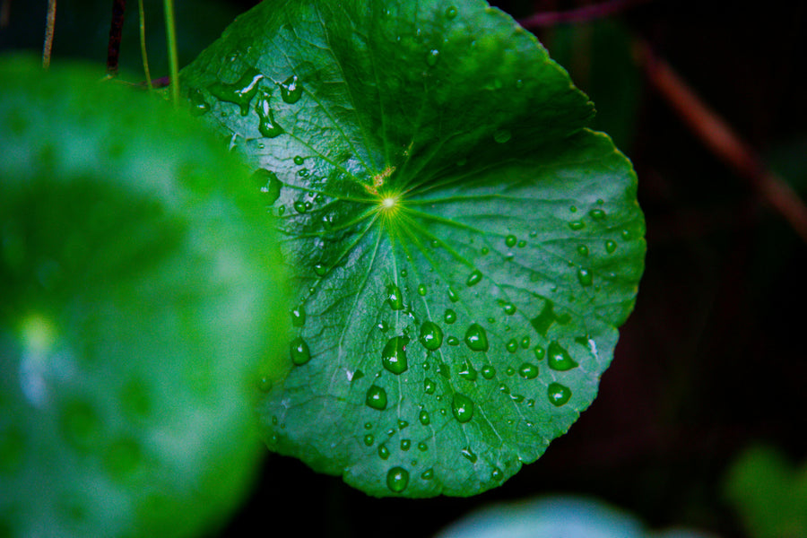 Gotu Kola